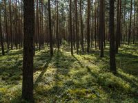 an image of a forest floor in the morning sun photo by alex szyzwczek