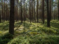 an image of a forest floor in the morning sun photo by alex szyzwczek