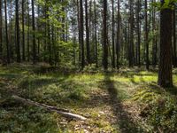 trees are shown along a path in the forest, while the woods and the sun shine in a bright sky