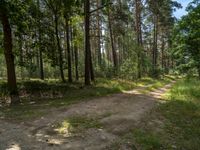 a dirt field in a forested forest filled with trees and bushes for a play area