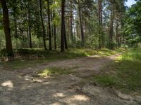 a dirt field in a forested forest filled with trees and bushes for a play area