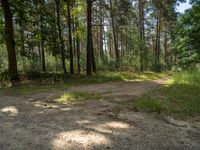 a dirt field in a forested forest filled with trees and bushes for a play area