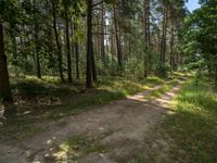 a dirt field in a forested forest filled with trees and bushes for a play area