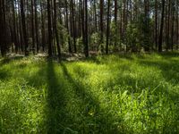 grass is in front of a forest, and shadows are cast on the ground with a small umbrella