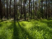 grass is in front of a forest, and shadows are cast on the ground with a small umbrella