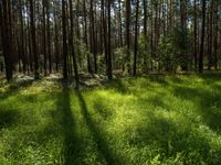 grass is in front of a forest, and shadows are cast on the ground with a small umbrella