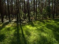 grass is in front of a forest, and shadows are cast on the ground with a small umbrella