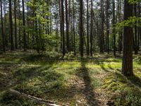 a wide path winds through a pine forest on a sunny day with bright sun filtering in