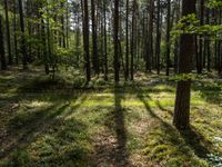 a wide path winds through a pine forest on a sunny day with bright sun filtering in