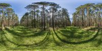 trees that are growing by a field, taken from a fish eye lens with some grass