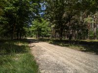 a gravel road in the woods near trees and dirt road markings are visible on the ground