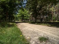 a gravel road in the woods near trees and dirt road markings are visible on the ground