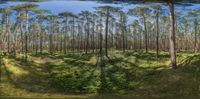 a panoramic view of an area with pine trees and vegetation inside of it