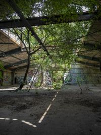 a room with graffiti on walls and large tree limbs in it, inside an abandoned building