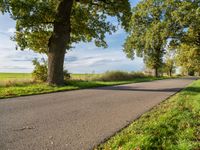 a paved country road next to large trees and grassy field with grass in the middle