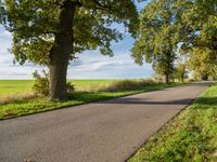 a paved country road next to large trees and grassy field with grass in the middle