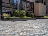 several plants sit in decorative concrete planters along the sidewalk of a building that is very modern