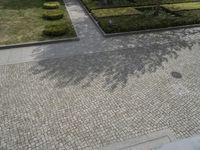 a large tree in a courtyard area with square plants and a stone walkway leading to each of the parks