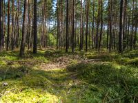 Berlin Daytime: Exploring the Forest Landscape