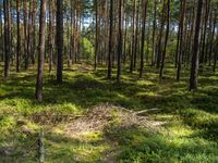 Berlin Daytime: Exploring the Forest Landscape