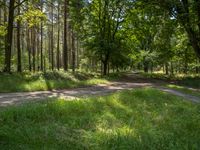 an image of an empty dirt road in a forest by itself with some trees and grass