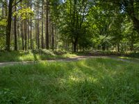 an image of an empty dirt road in a forest by itself with some trees and grass