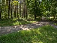 an image of an empty dirt road in a forest by itself with some trees and grass