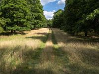 Berlin Dirt Road Landscape: Vibrant Vegetation