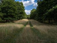 Berlin Dirt Road Landscape: Vibrant Vegetation