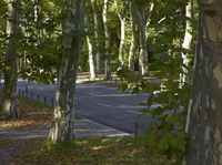 an empty parking lot is surrounded by trees with leaves on the ground below it,