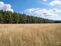 a field with tall grass, and forest in the background with blue sky and clouds