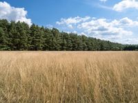 a field with tall grass, and forest in the background with blue sky and clouds