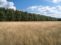 a field with tall grass, and forest in the background with blue sky and clouds