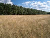 a field with tall grass, and forest in the background with blue sky and clouds