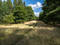 a wide view of an open field and trees behind it with blue skies in the background