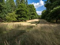 a wide view of an open field and trees behind it with blue skies in the background