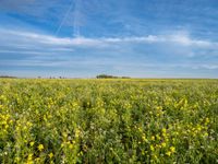 a field with yellow wildflowers in front of a blue sky and clouds overhead