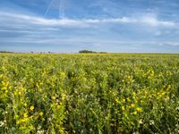 a field with yellow wildflowers in front of a blue sky and clouds overhead