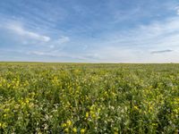 a field with yellow wildflowers in front of a blue sky and clouds overhead