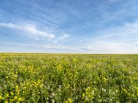 a field with yellow wildflowers in front of a blue sky and clouds overhead