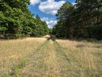 A Day in the Forest: Nature's Beauty in Berlin