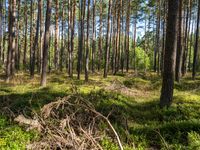 the forest is full of green grass and twigs for a wildlife preserve in florida, usa