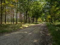 a dirt path that goes between trees in a forest of green leaves on both sides