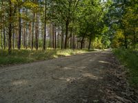 a dirt path that goes between trees in a forest of green leaves on both sides