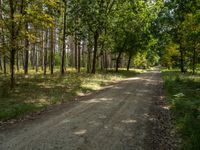 a dirt path that goes between trees in a forest of green leaves on both sides