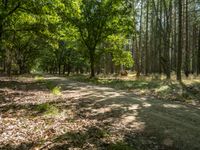 dirt road in an open, forested area surrounded by tall trees and leaves, with lots of grass, bushes and dead grasses in the foreground