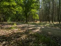 dirt road in an open, forested area surrounded by tall trees and leaves, with lots of grass, bushes and dead grasses in the foreground