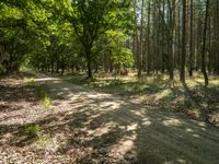 dirt road in an open, forested area surrounded by tall trees and leaves, with lots of grass, bushes and dead grasses in the foreground