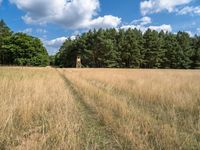 Berlin Forest Landscape: A Serene Dirt Road