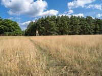 Berlin Forest Landscape: A Serene Dirt Road